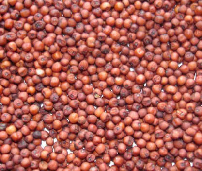 Ragi seeds