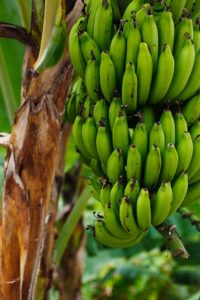 Raw banana 